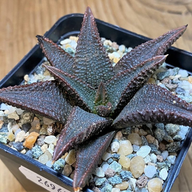 SH26962 Haworthia koelmaniorum