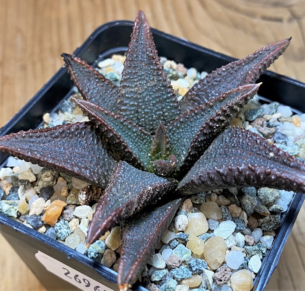 SH26962 Haworthia koelmaniorum