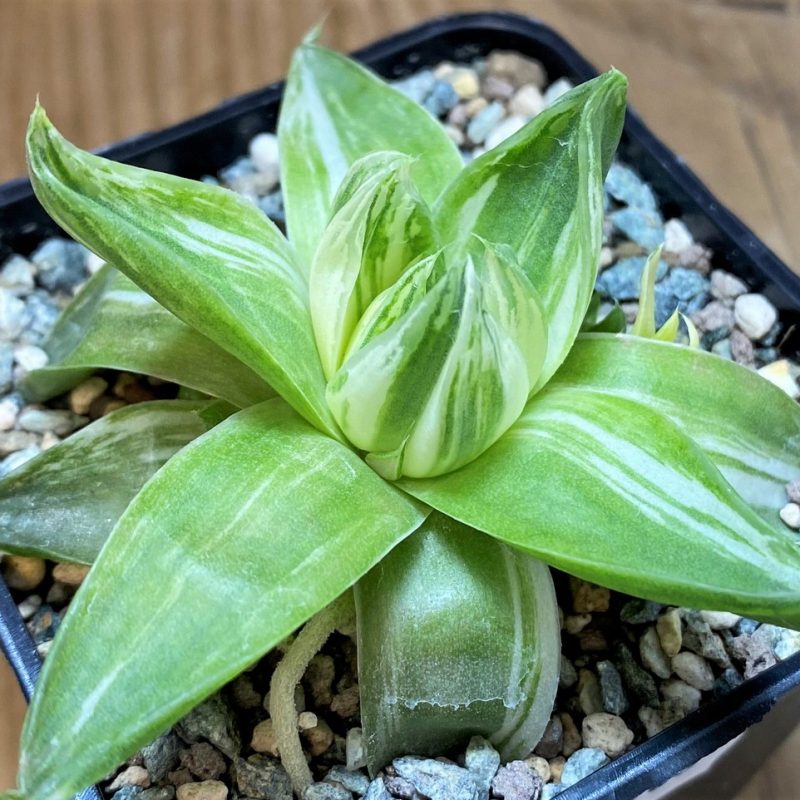 SH26963 Haworthia cymbiformis f. variegata