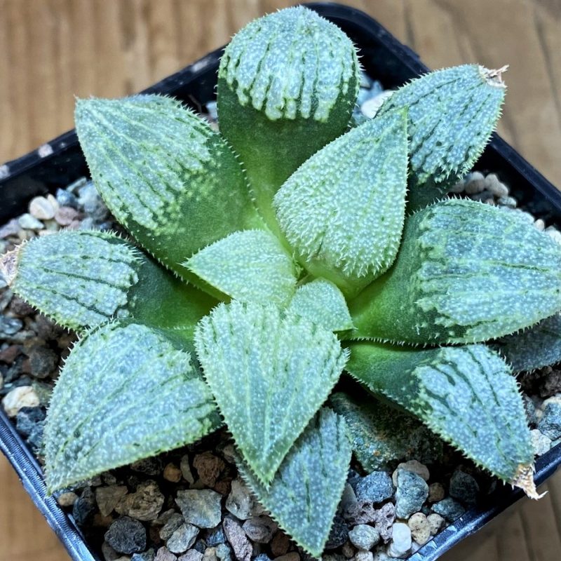 SH26964 Haworthia splendens 'Nautilus'