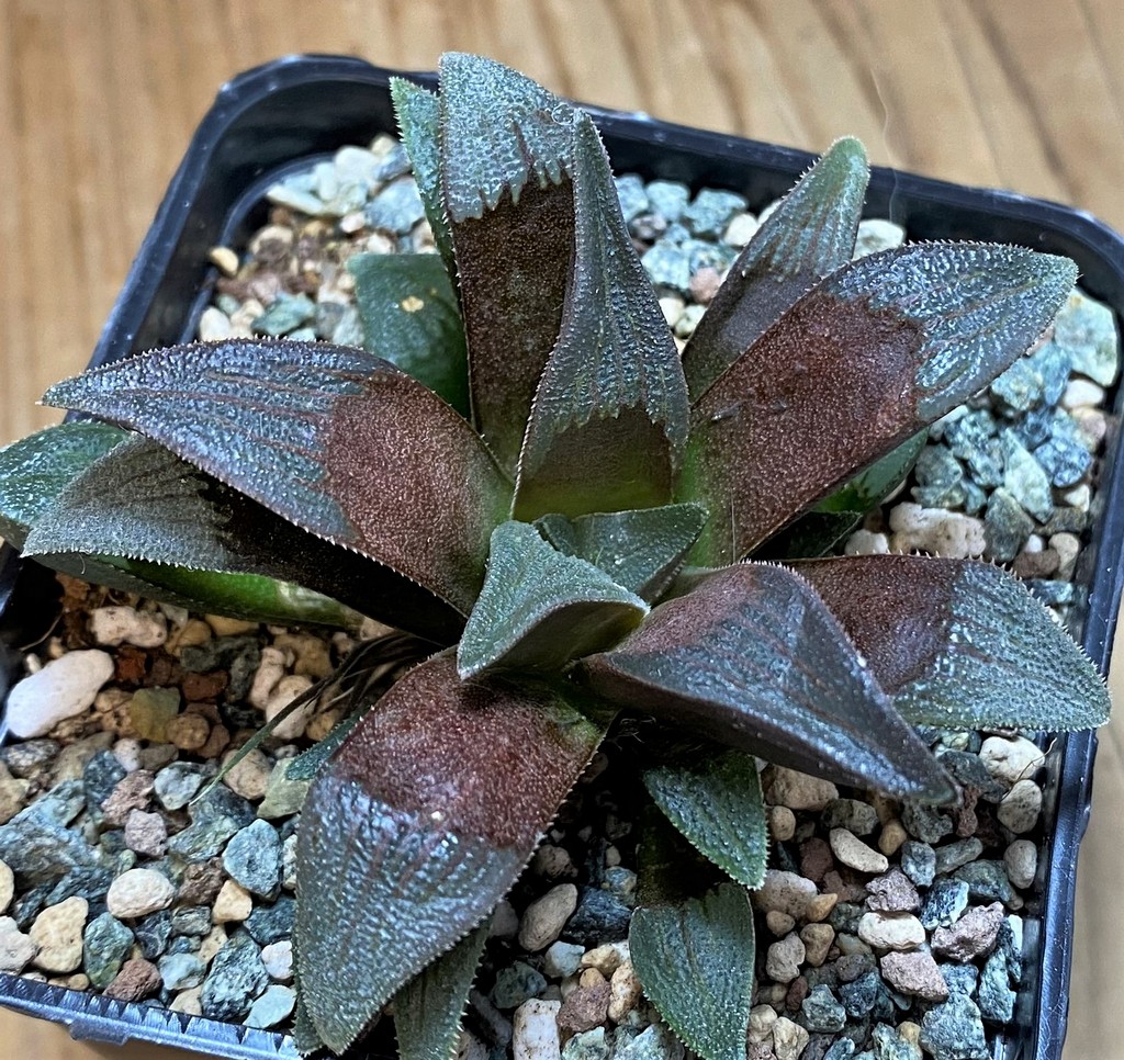 SH26965 Haworthia atrofusca x 'Chocolate' - Image 2