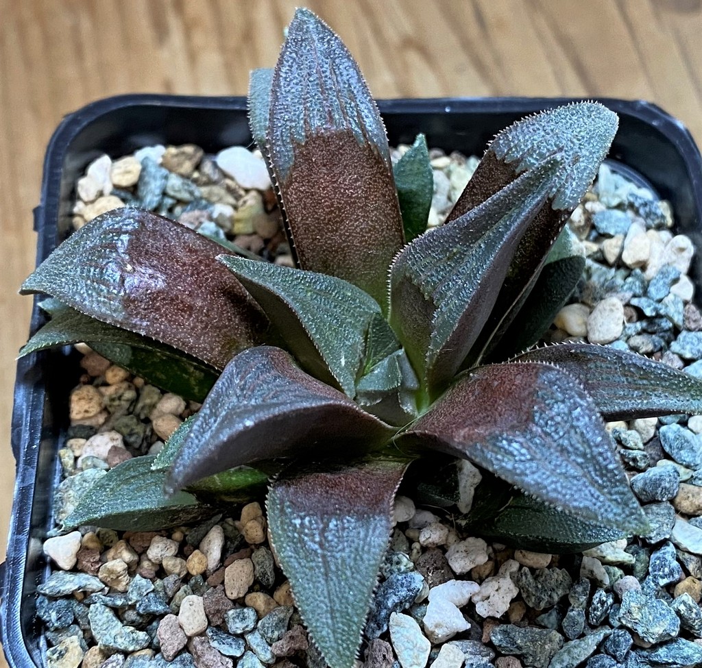 SH26965 Haworthia atrofusca x 'Chocolate'
