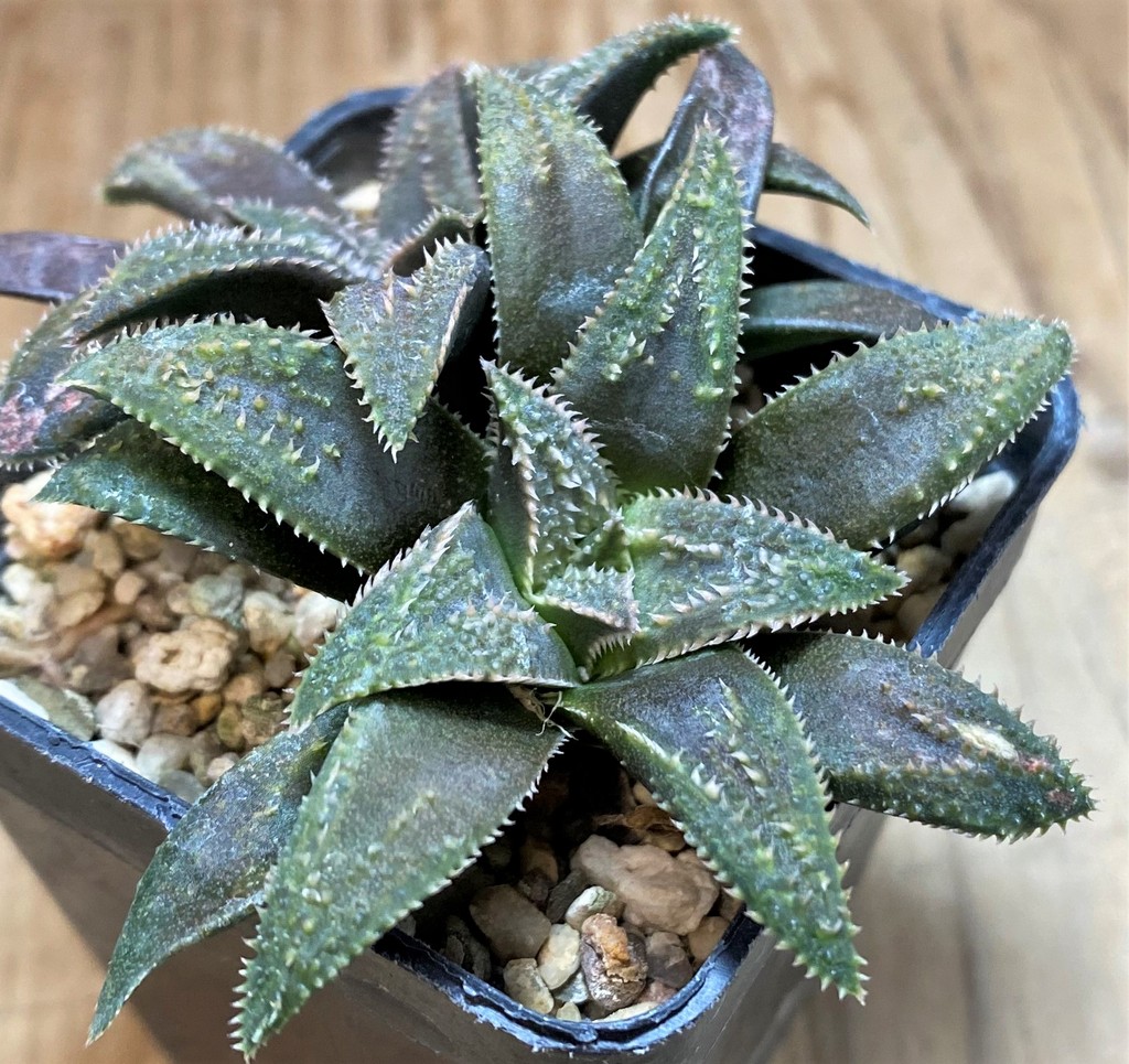 SH26951 Haworthia parxiana x pygmaea – Image 2