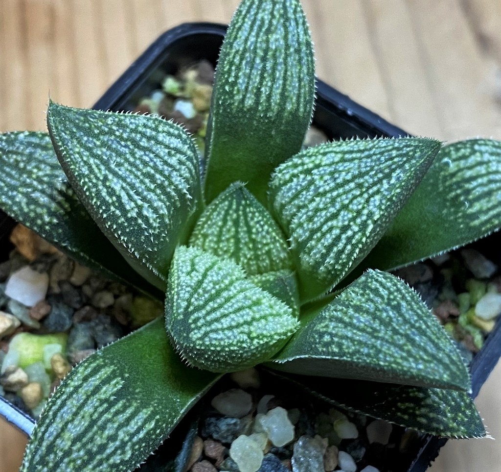 SH26966 Haworthia splendens hybrid - Image 2