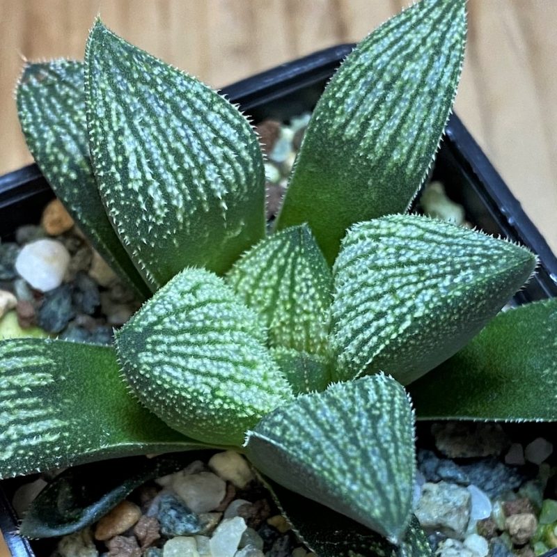 SH26966 Haworthia splendens hybrid