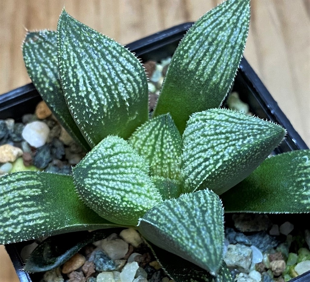 SH26966 Haworthia splendens hybrid