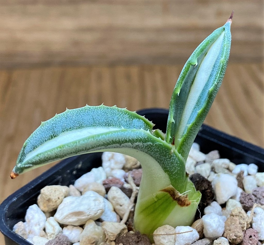 SH26968 Agave victoriae-reginae ‘Mediopicta’