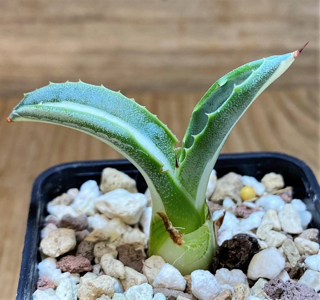 SH26968 Agave victoriae-reginae ‘Mediopicta’ - Image 2