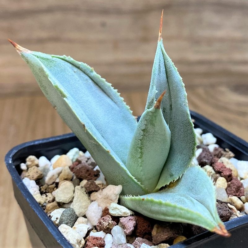 SH26969 Agave pygmaea 'Dragon Toes'