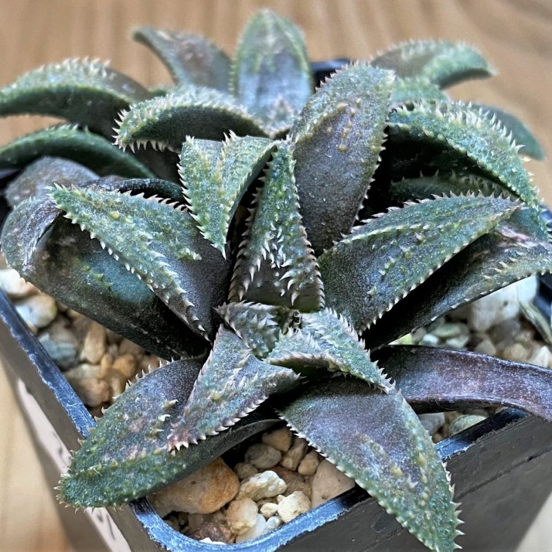 SH26951 Haworthia parxiana x pygmaea