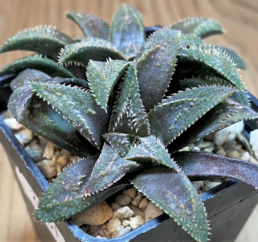 SH26951 Haworthia parxiana x pygmaea