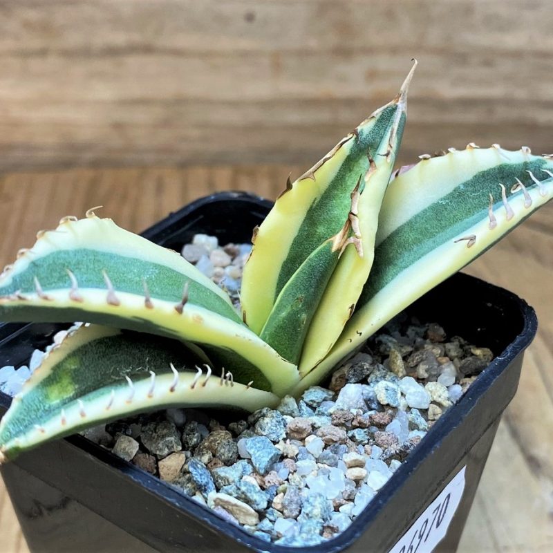SH26970 Agave titanota ‘Snaggle Tooth’ f. variegata