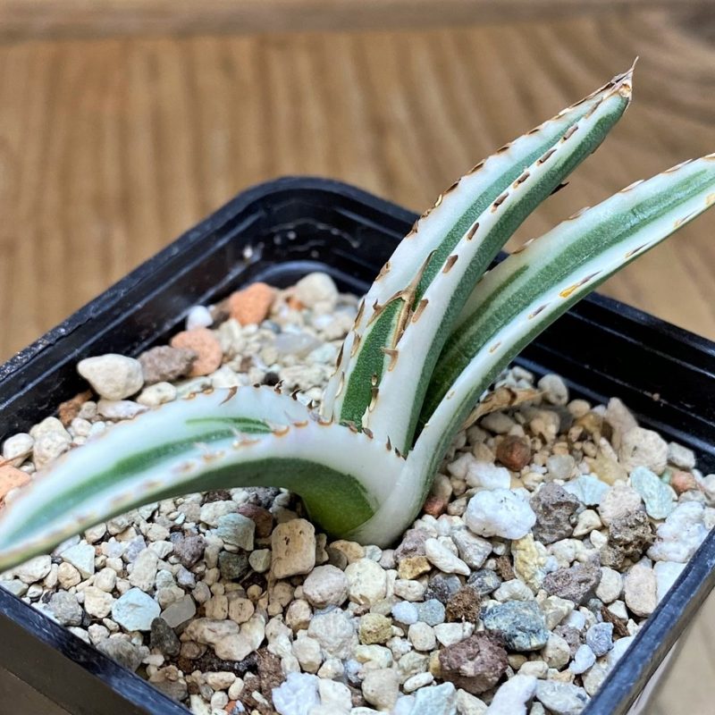 SH26971Agave victoriae-reginae 'White Rhino'