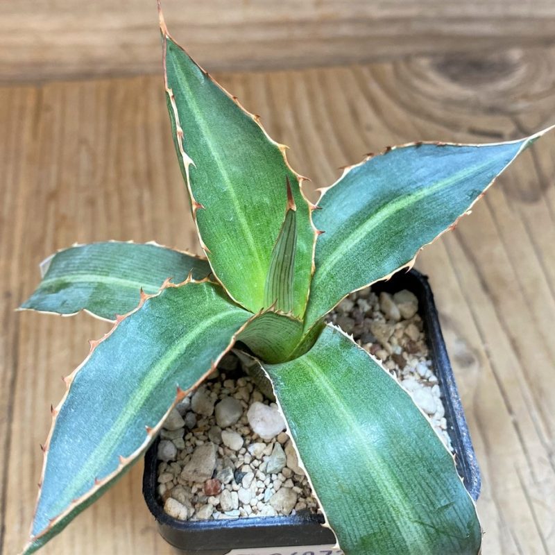 SH26972 Agave lophantha 'Splendida'