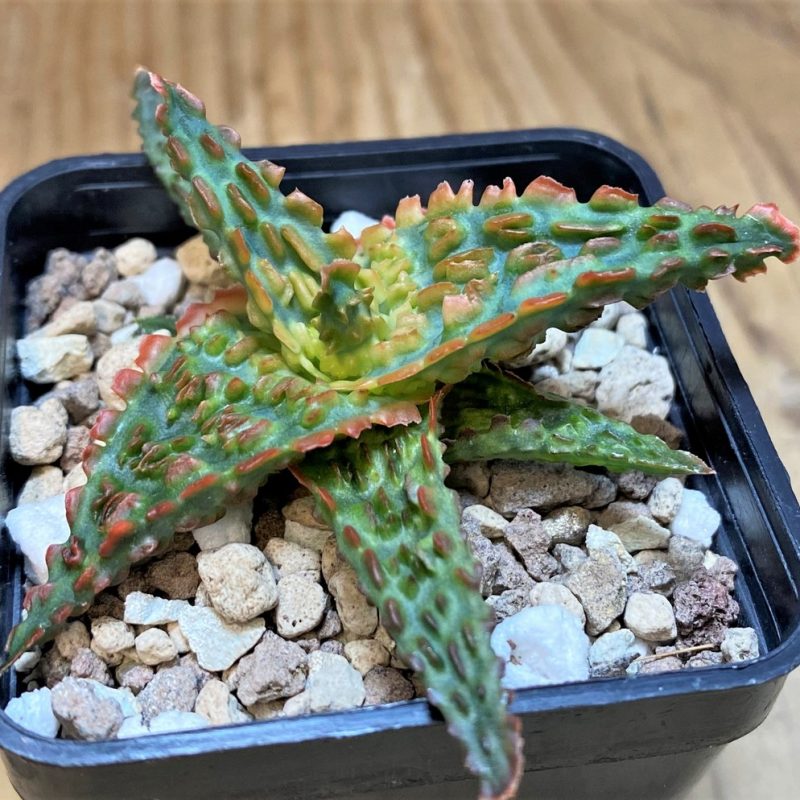 SH26973 Aloe TCT hybrid