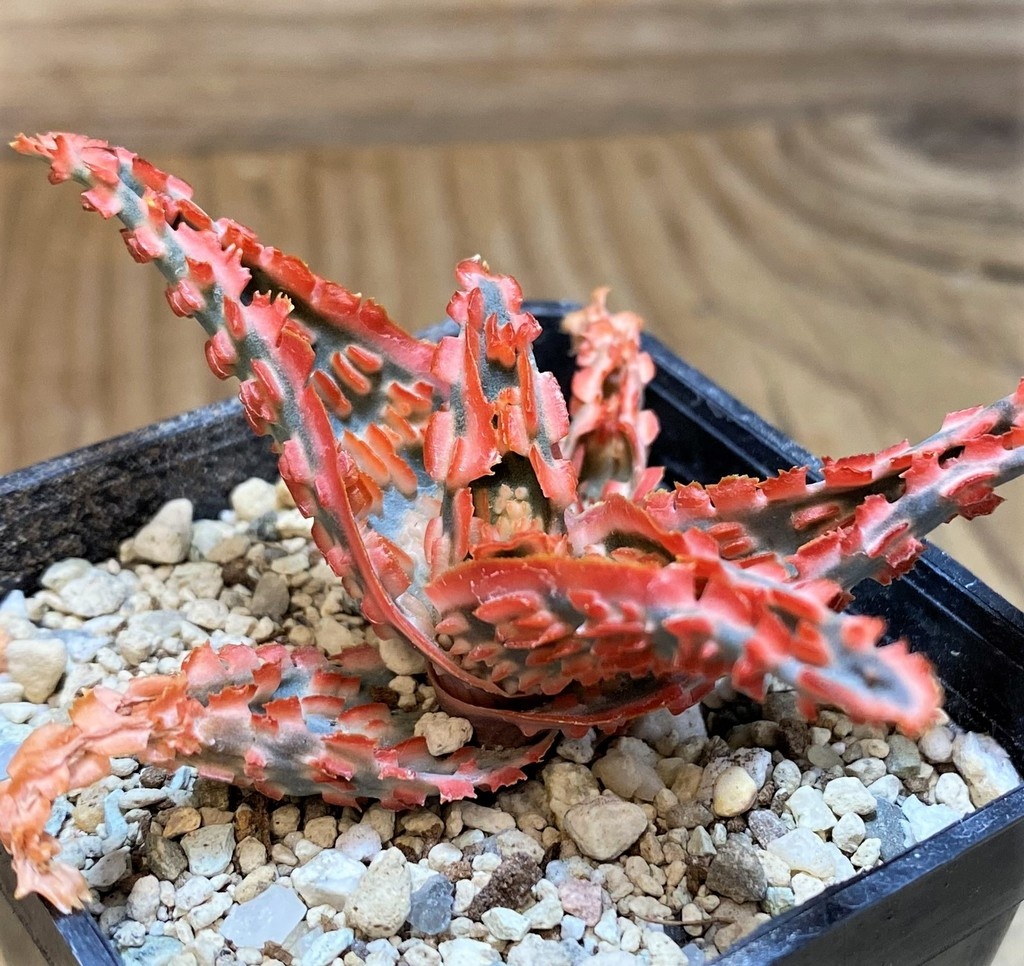 SH26974 Aloe TCT hybrid - Image 2