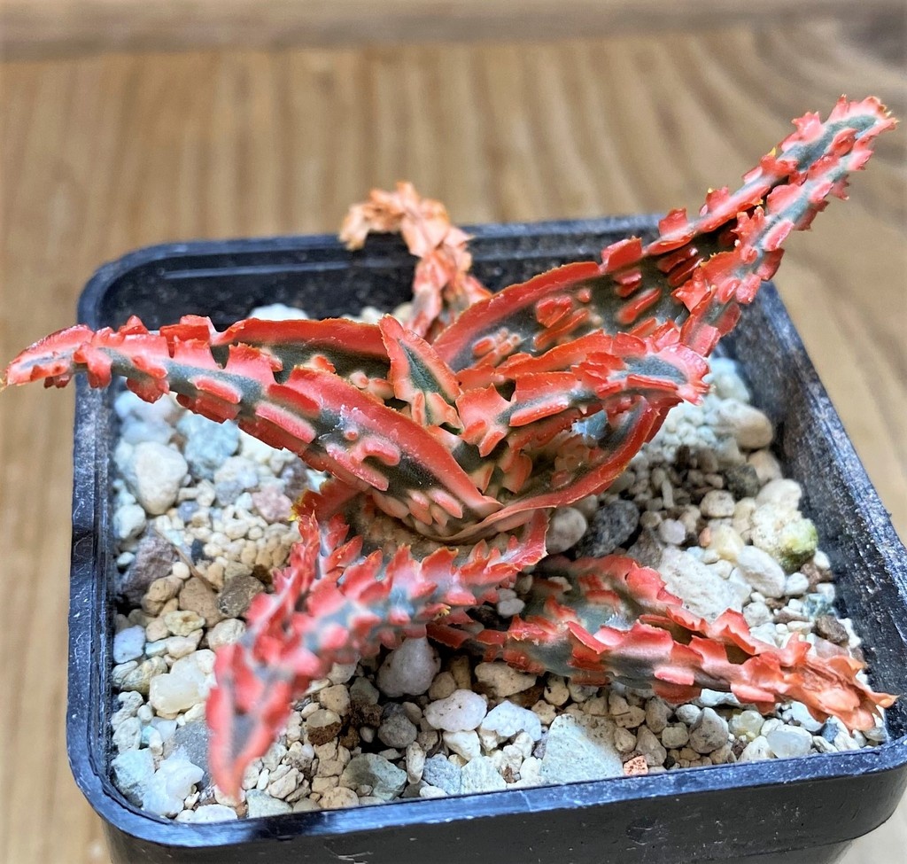 SH26974 Aloe TCT hybrid