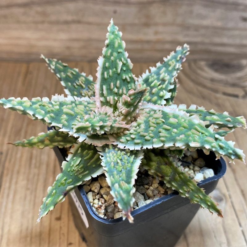 SH26975 Aloe TCT hybrid