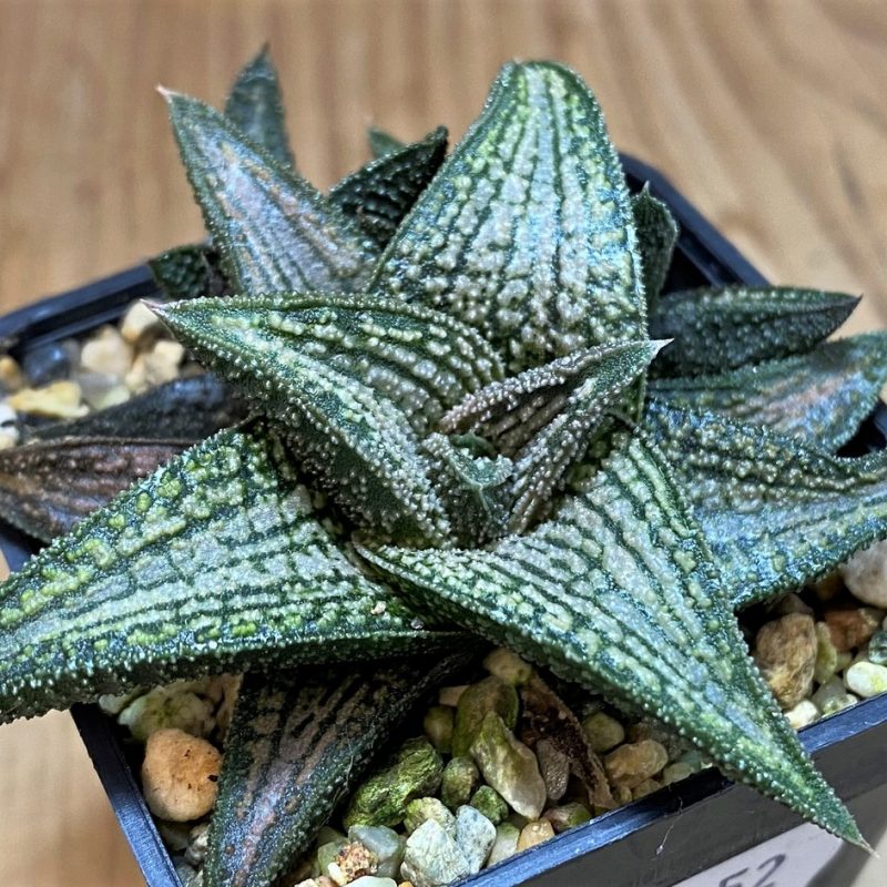 SH26952 Haworthia 'Kintaikyo'