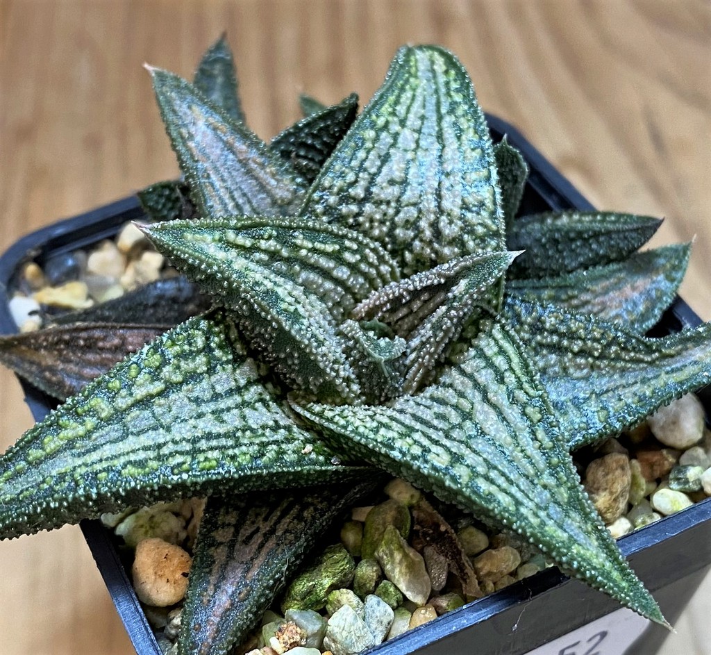 SH26952 Haworthia 'Kintaikyo'