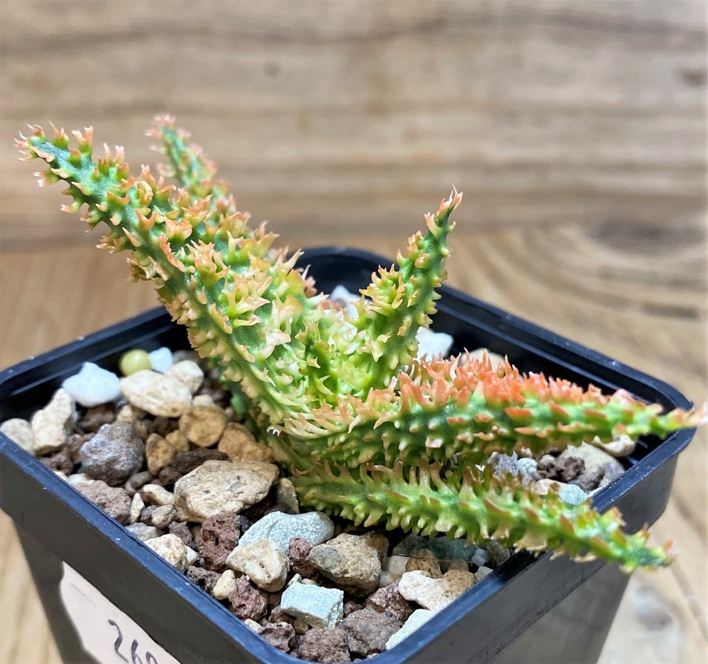 SH26976 Aloe TCT hybrid
