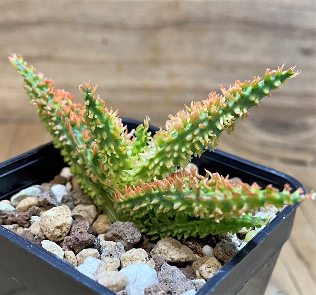 SH26976 Aloe TCT hybrid - Image 2