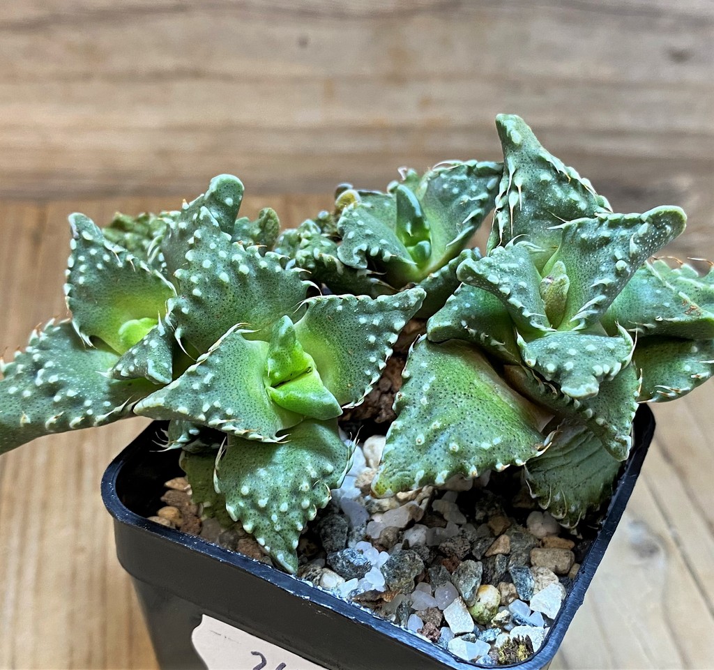 SH26977 Faucaria tuberculosa, 6 years old - Image 2