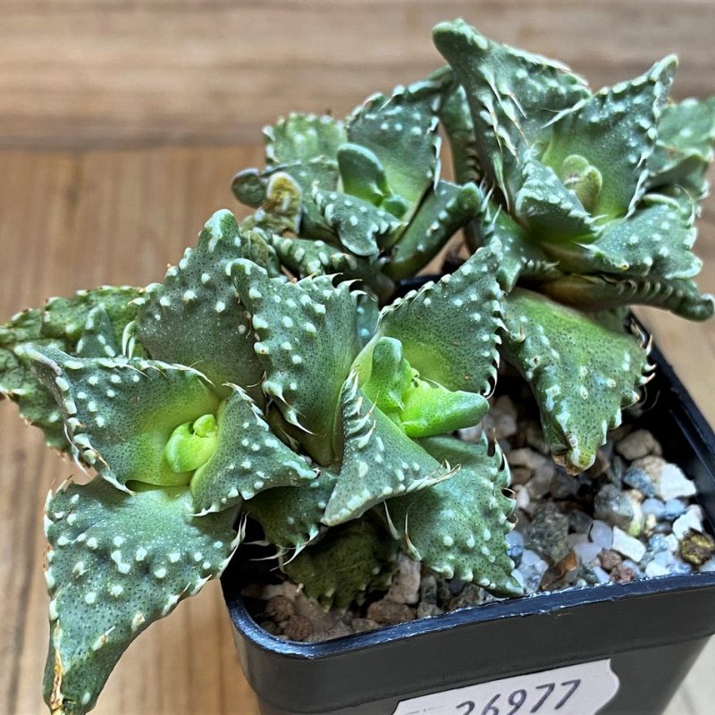 SH26977 Faucaria tuberculosa, 6 years old