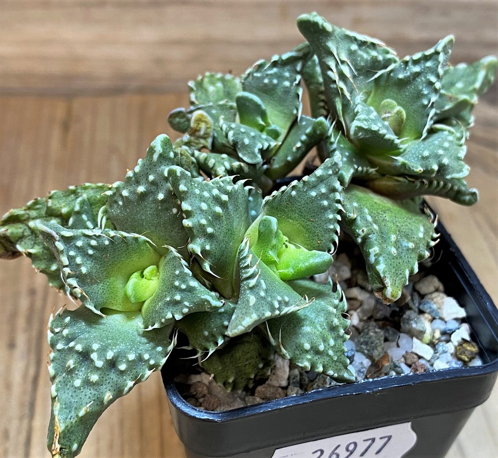 SH26977 Faucaria tuberculosa, 6 years old