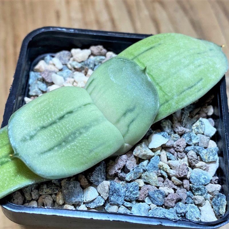 SH26978 Gasteria 'Vivaio' KG98, Clon 4