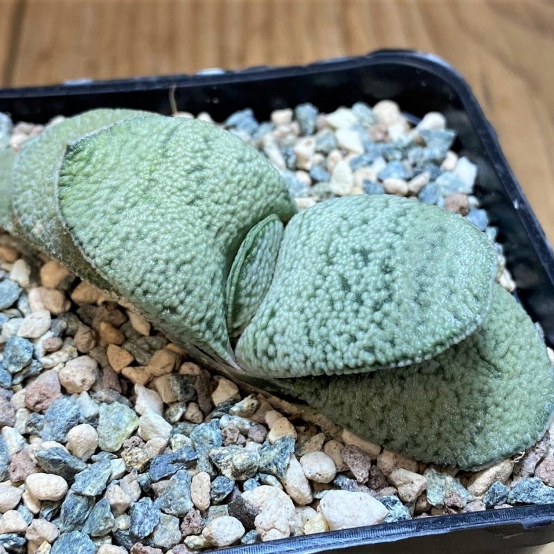SH26979 Gasteria baylissiana hybrid