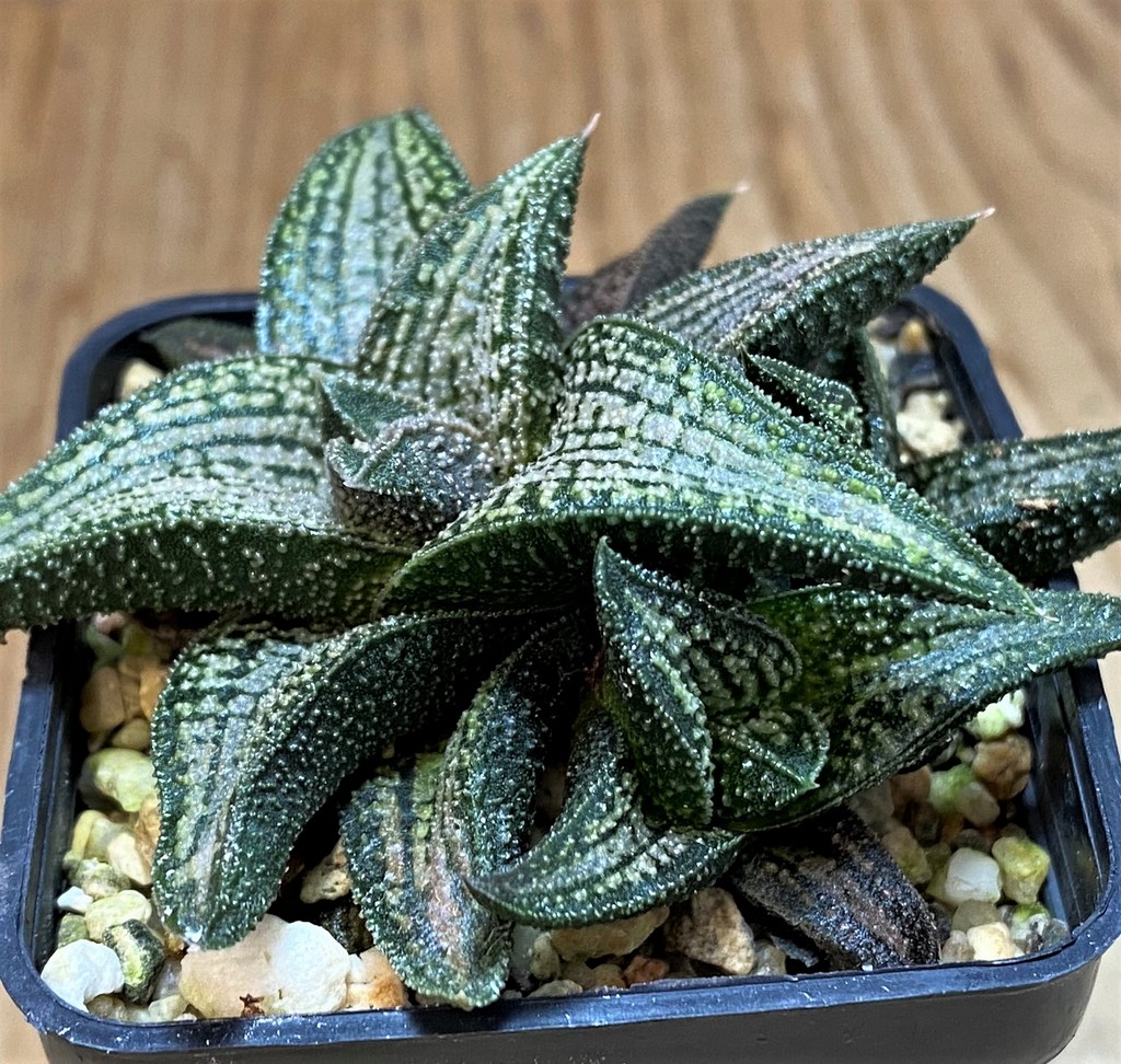 SH26952 Haworthia 'Kintaikyo' – Image 2