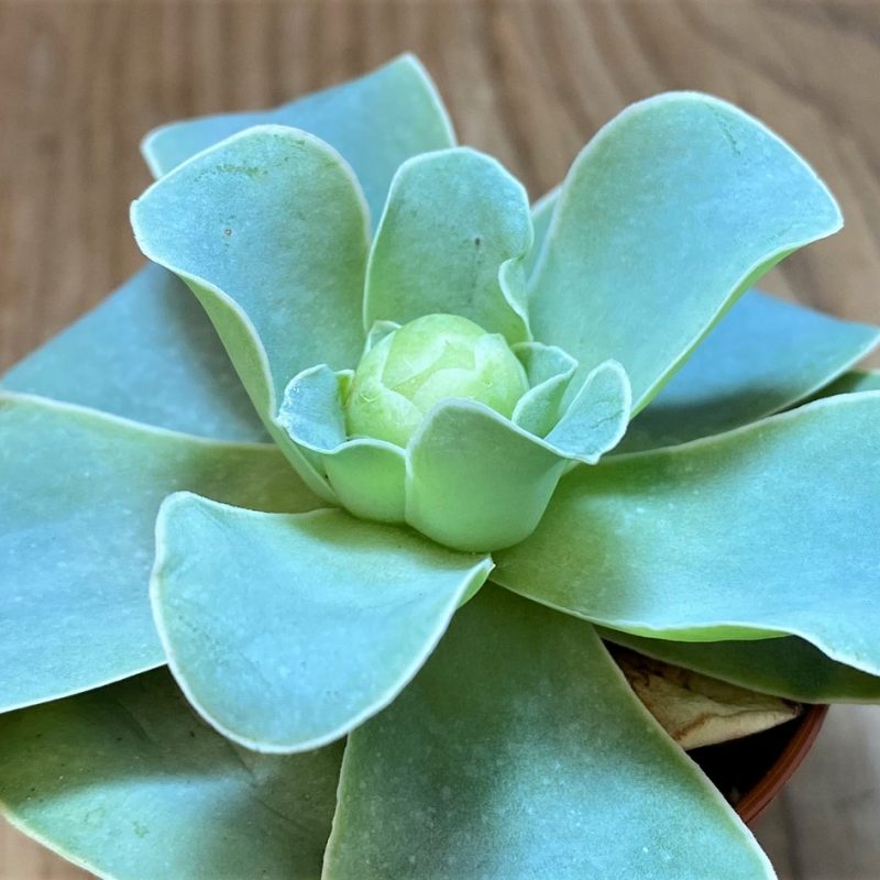 SH26980 Greenovia sp.