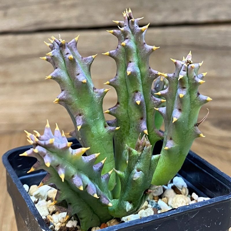 SH26981 Huernia hystrix