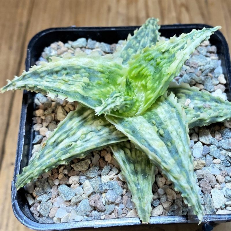 LOT509 10 SEEDS Aloe hybrid f.variegata 2025