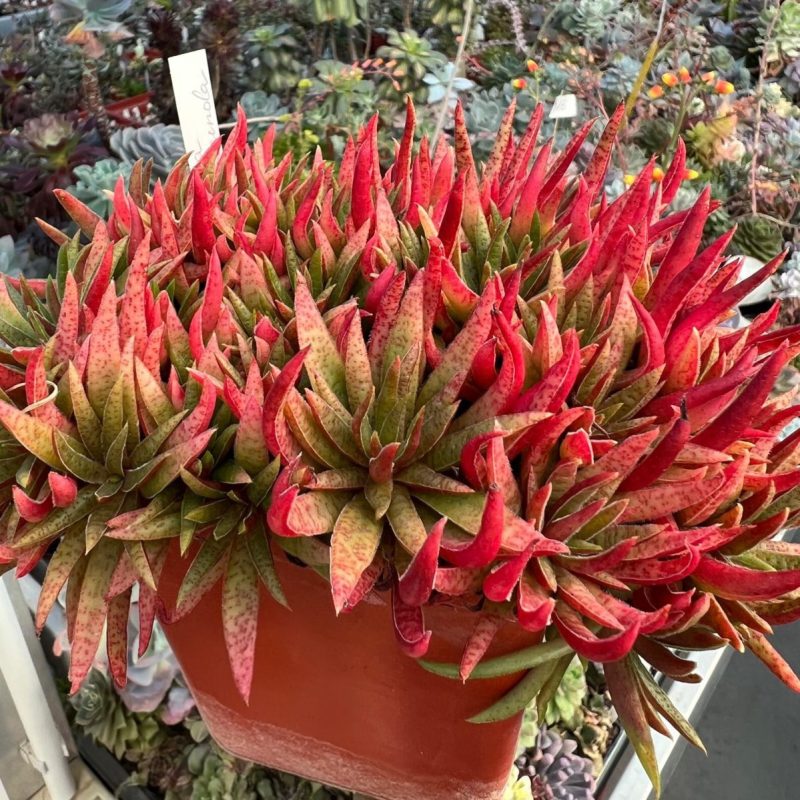 DP28122 Crassula rubicunda