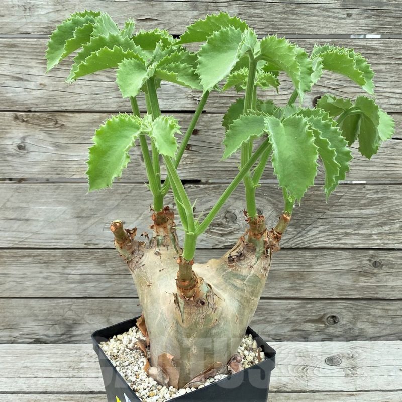 SH8459 Cyphostemma uter v. macropus