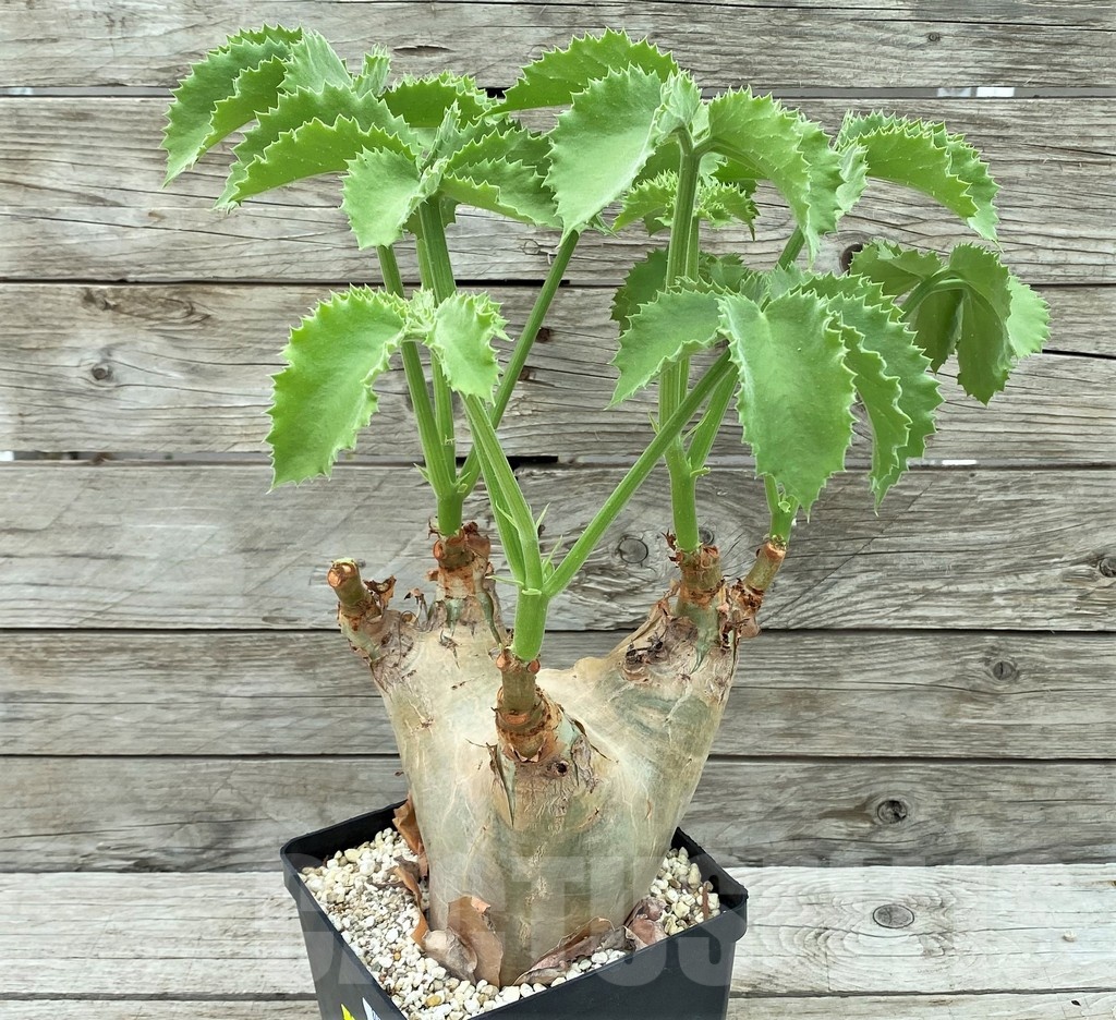 SH8459 Cyphostemma uter v. macropus