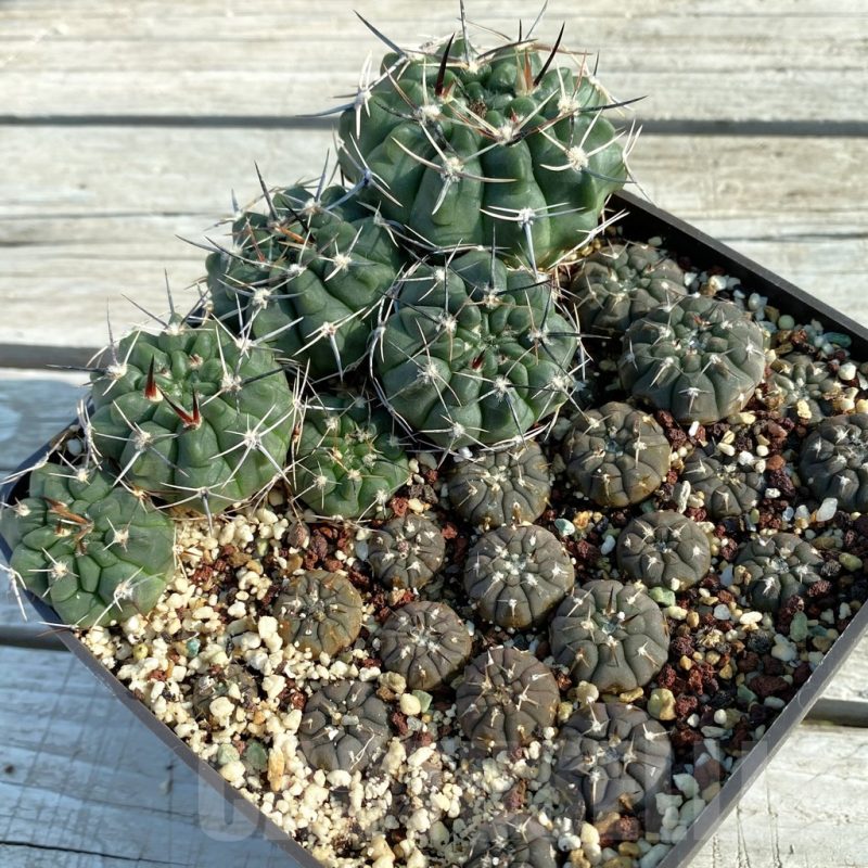 SET134 Gymnocalycium bodenbenderianum VG 686 x Gymnocalycium prochazkianum ssp. simplex VOS 13-1353a