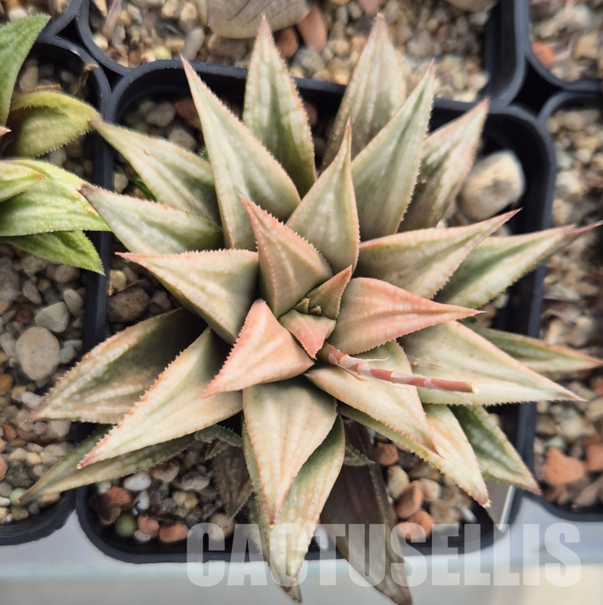 VVG25533 Haworthia 'Anna Rosa' x 'Metarika' - Image 3
