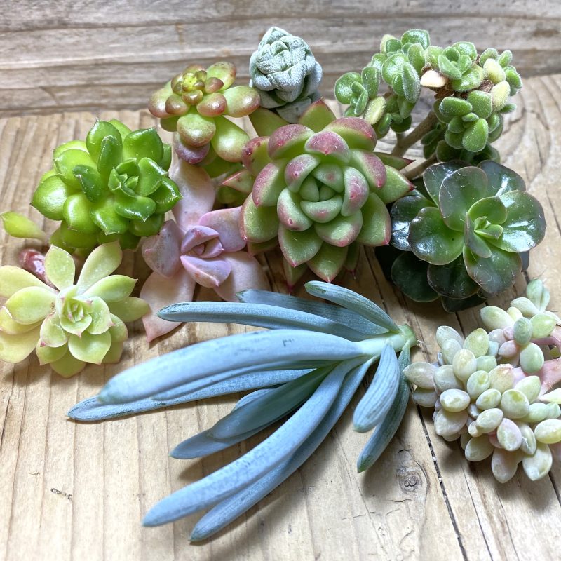 SH26187 Succulents mix, cuted