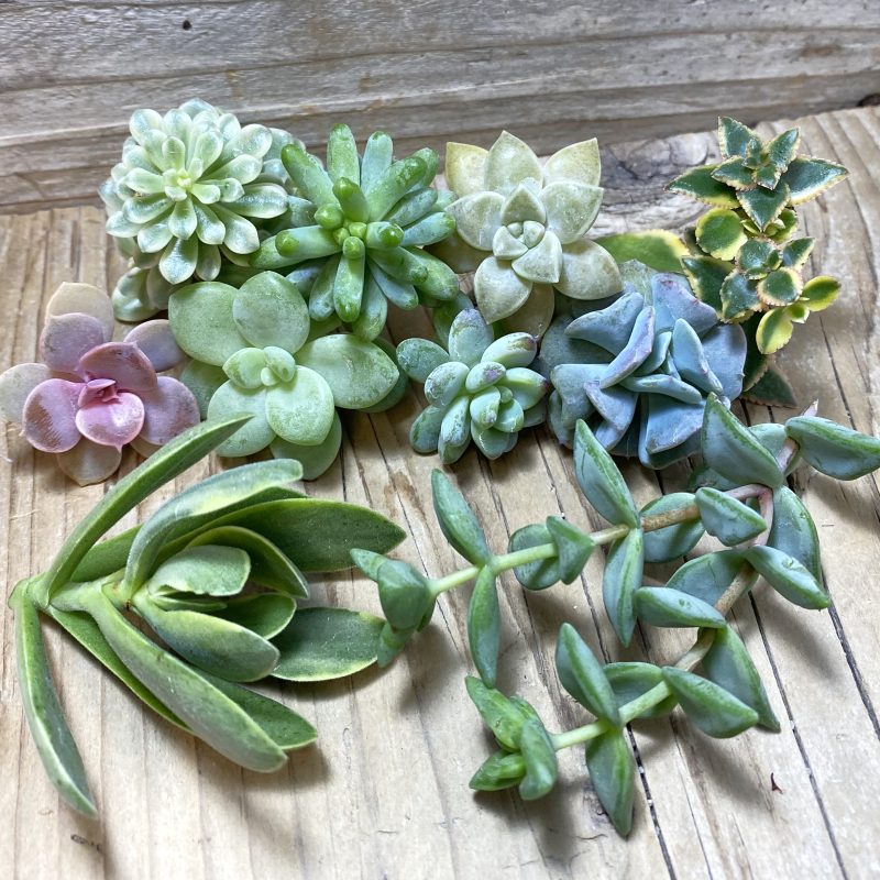 SH26188 Succulents mix, cuted