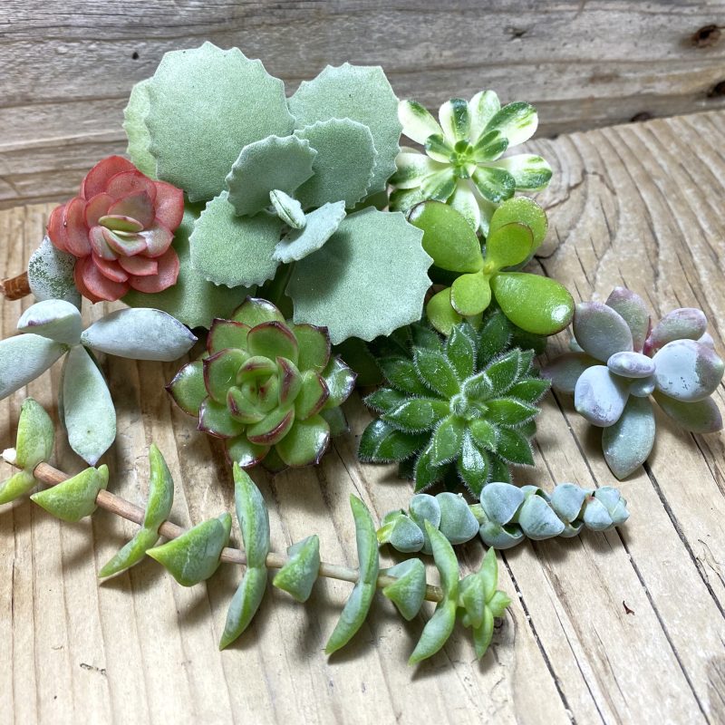SH26189 Succulents mix, cuted