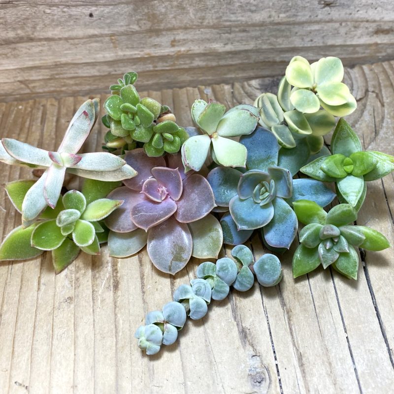 SH26255 Succulents mix, cuted