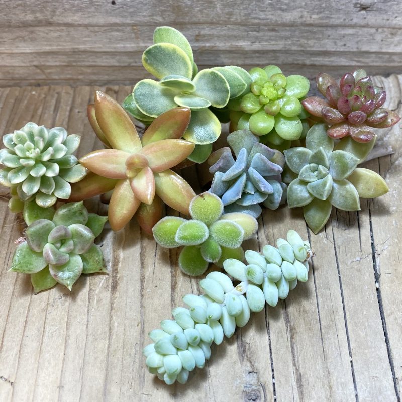 SH26257 Succulents mix, cuted