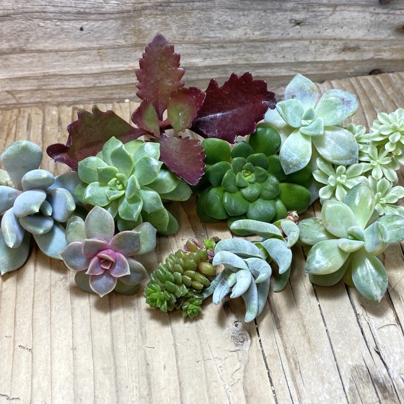 SH26323 Succulents mix, cuted
