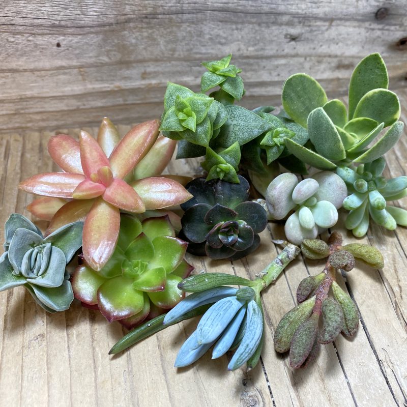 SH26324 Succulents mix, cuted