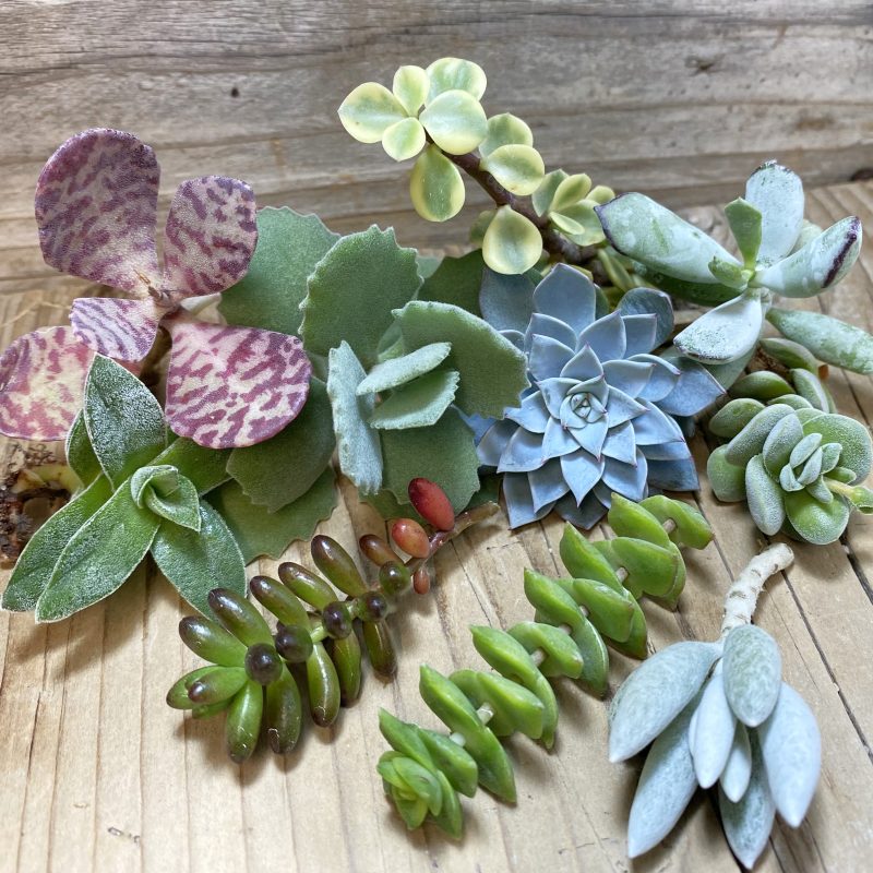 SH26325 Succulents mix, cuted