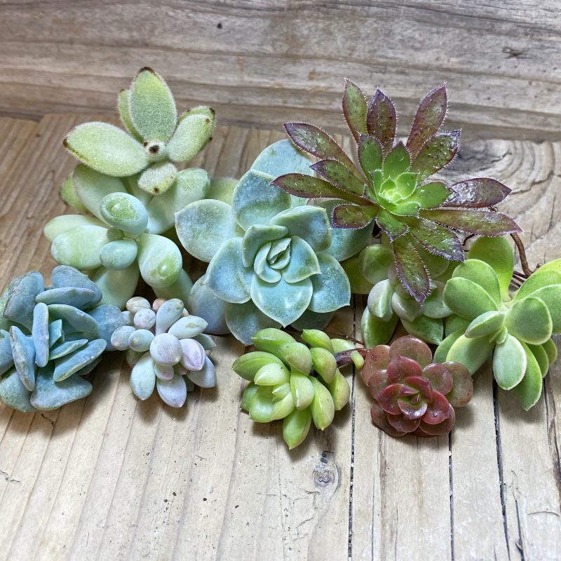 SH26354 Succulents mix, cuted
