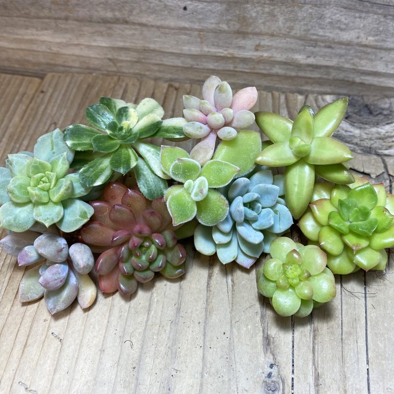 SH26355 Succulents mix, cuted